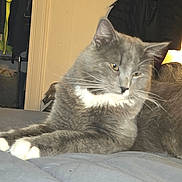 Buttbutt joined the competition — help win amazing prizes! cat, gray_cat, white_paws, bed, blanket, indoor, coat, clothing, clock, numbers, furniture, relaxed, pet, whiskers, fur, sleepy, closeup, home, animal, domestic