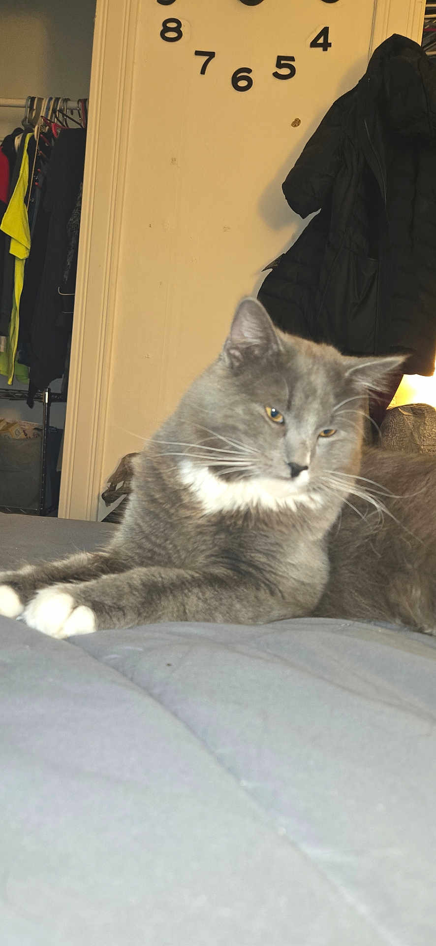 Buttbutt joined the competition — help win amazing prizes! cat, gray_cat, white_paws, bed, blanket, indoor, coat, clothing, clock, numbers, furniture, relaxed, pet, whiskers, fur, sleepy, closeup, home, animal, domestic