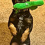 Ember joined the competition — help win amazing prizes! dog, small_dog, toy, green_toy, carpet, indoor, pet, playful, black_and_tan, ears, mouth, paws, standing, looking_up, fur, cute, pet_toy, animal, companion, domestic_animal