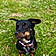 Ember