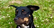 Ember is registered to the contest to win money with this photo: alert, animal, black_dog, canine, collar, cute, daylight, dog, ears, fur, garden, grass, greenery, nature, outdoor, pet, pink_collar, sitting, small_flowers, tan_markings
