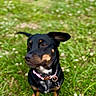 alert, animal, black_dog, canine, collar, cute, daylight, dog, ears, fur, garden, grass, greenery, nature, outdoor, pet, pink_collar, sitting, small_flowers, tan_markings