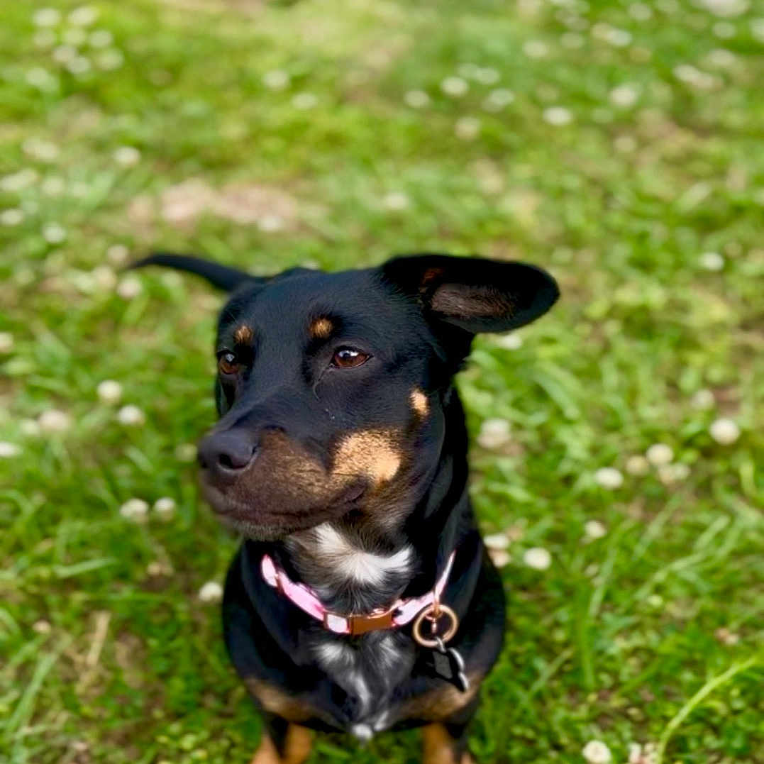 Ember