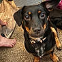 dog, black_dog, tan_markings, carpet, floor, wood_floor, human_feet, toenails, indoors, pet, collar, curious, looking_up, animal, paw, domestic, companion, household, closeup, cute