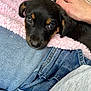 Ember is registered to the contest to win money with this photo: puppy, dog, pet, cute, black_and_tan, denim, jeans, pink_blanket, hand, nail_polish, resting, close_up, indoor, soft_texture, cozy, young_dog, fur, animal, companion, comfort