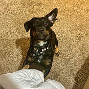 Ember joined the competition — help win amazing prizes! dog, black_dog, tan_markings, carpet, indoor, pet, collar, tag, paw, blanket, comforter, looking_up, ears_up, curious, animal, mammal, cute, companion, domestic, friendly