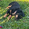 Ember is registered to the contest to win money with this photo: animal, black, canine, collar, daytime, dog, domestic, fence, grass, nature, outdoor, peaceful, pet, relaxation, resting, sleeping, summer, sunlight, tan, yard