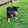 Ember is registered to the contest to win money with this photo: animal, black_dog, canine, closeup, dog, domestic_animal, fence, grass, grass_field, happy, lying_down, mammal, nature, outdoor, pet, playful, summer, tan_markings, tongue_out, toy