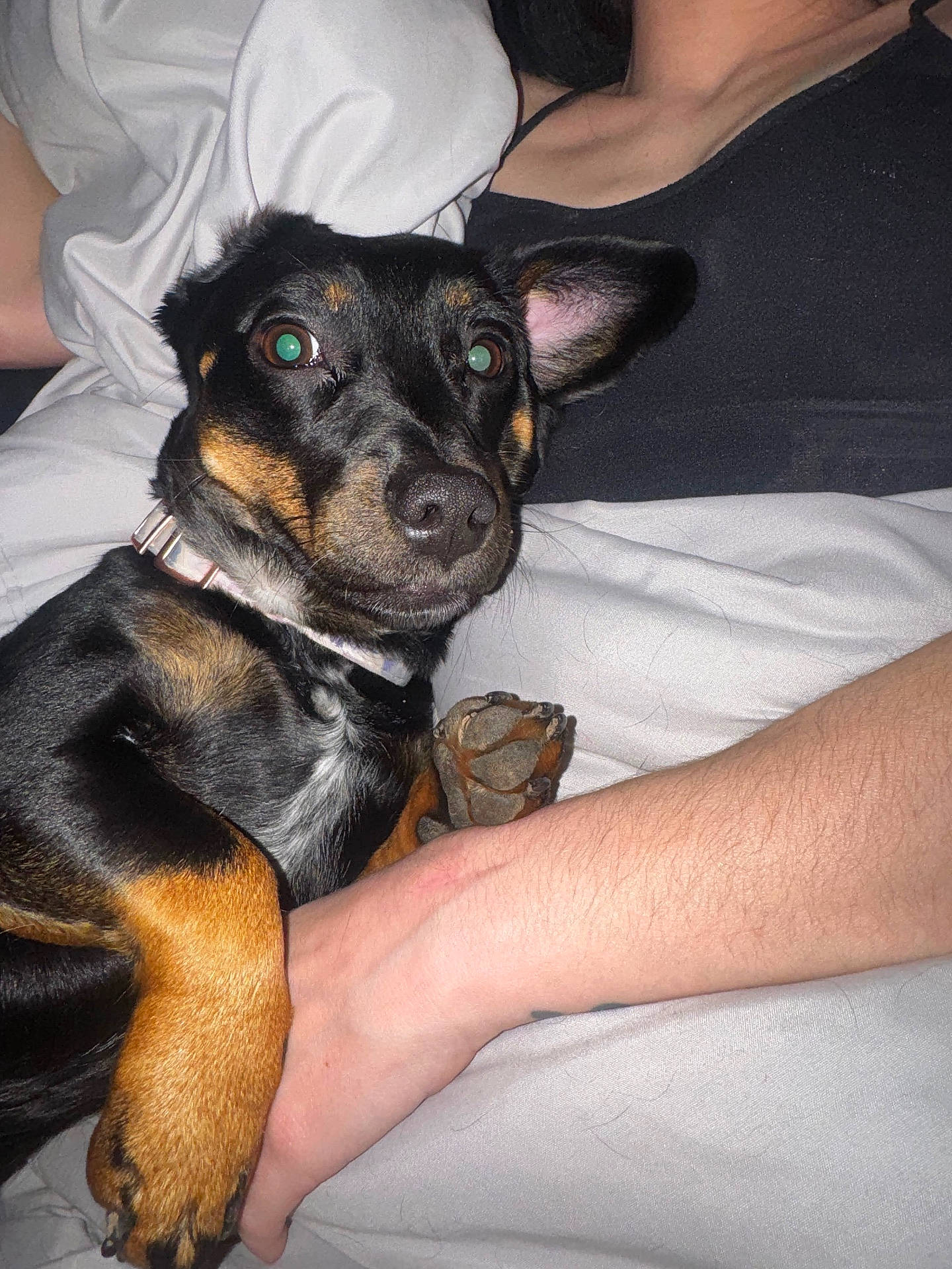 Ember is registered to the contest to win money with this photo: animal, bed, black_and_tan, blanket, closeup, collar, comfort, companion, cute, dog, fur, human_arm, indoor, paw, pet, portrait, relaxation, resting, small_dog, snuggle