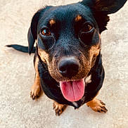 Ember joined the competition — help win amazing prizes! animal, black_and_tan, canine, close_up, concrete_floor, dog, domestic_animal, foot, friendly, happy, looking_up, one_ear_up, outdoor, paw, pet, portrait, sitting, summer, tail, tongue_out