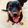 animal, black_and_tan, canine, close_up, concrete_floor, dog, domestic_animal, foot, friendly, happy, looking_up, one_ear_up, outdoor, paw, pet, portrait, sitting, summer, tail, tongue_out