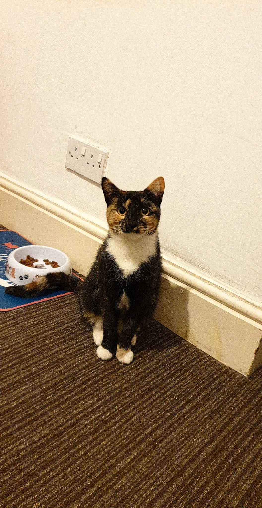 Cato is registered to the contest to win money with this photo: aegean_cat, american_shorthair, american_wirehair, asian, carnivore, cat, domestic_short_haired_cat, european_shorthair, felidae, floor, flooring, fur, kitten, paw, polydactyl_cat, small_to_medium_sized_cats, tail, whiskers