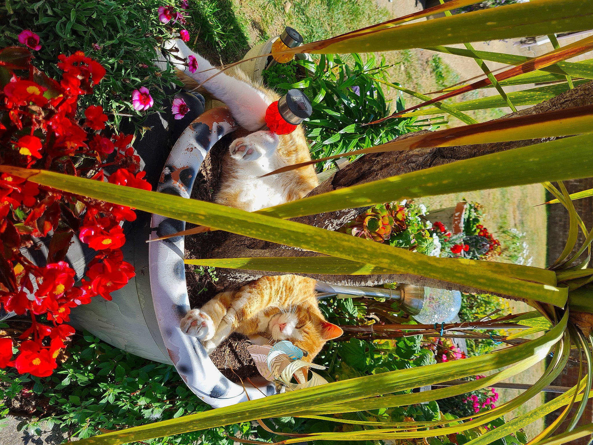 Saint joined the competition — help win amazing prizes! auto_part, berry, event, flower, flower_arranging, flowering_plant, fruit, grass, leisure, perching_bird, petal, plant, plant_stem, pole, rose, shrub, terrestrial_plant, toy, tree, twig