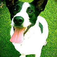 Freddie is registered to the contest to win money with this photo: animal, black_and_white, canine, close_up, daylight, dog, ears, fur, grass, happy, mouth, nose, outdoor, pet, playful, smiling, summer, tongue, tongue_out, watermark