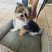 Voyou a rejoint le concours — aidez-le/la à gagner de superbes lots ! dog, puppy, small_dog, fluffy, sitting, tongue_out, perked_ears, long_hair, tricolor, pet_bed, indoor, tiled_floor, chair, person, home, cute, portrait, companion_animal, furry, playful