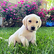 Millie joined the competition — help win amazing prizes! puppy, dog, grass, flower, pink_flower, greenery, outdoor, backyard, young_dog, animal, cute, pet, labrador, yellow_lab, nature, sunlight, garden, summer, sitting, adorable