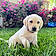 Millie