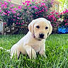 puppy, dog, grass, flower, pink_flower, greenery, outdoor, backyard, young_dog, animal, cute, pet, labrador, yellow_lab, nature, sunlight, garden, summer, sitting, adorable
