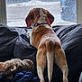 Bandit is registered to the contest to win money with this photo: dog, couch, window, blanket, plush_toy, indoor, pet, curious, fur, tail, collar, looking_out, cozy, domestic, animal, back_view, resting_place, soft_furniture, winter_scene, screen
