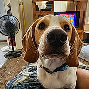 Bandit joined the competition — help win amazing prizes! dog, indoor, close_up, pet, living_room, blanket, fan, television, carpet, window, furniture, collar, cute, animal, ears, nose, whiskers, brown, white, household