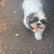 Gizmo is registered to the contest to win money with this photo: dog, puppy, leaf, outdoor, asphalt, walking, fur, pet, cute, small, white, brown, animal, nature, playful, adorable, canine, ground, walking_towards_camera, daylight