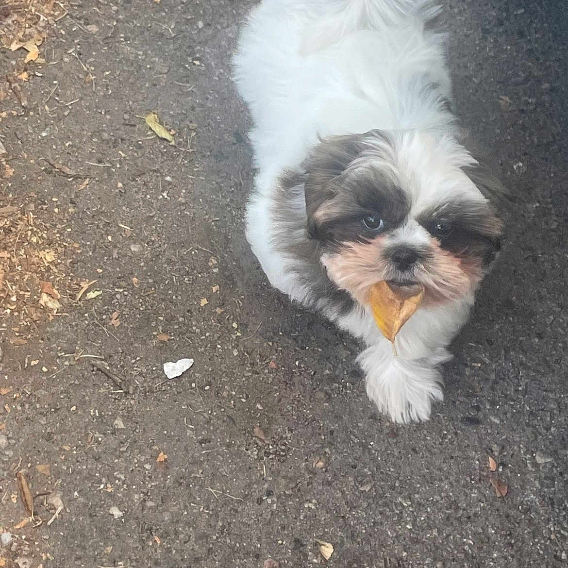 Gizmo is registered to the contest to win money with this photo: adorable, animal, asphalt, brown, canine, cute, daylight, dog, fur, ground, leaf, nature, outdoor, pet, playful, puppy, small, walking, walking_towards_camera, white