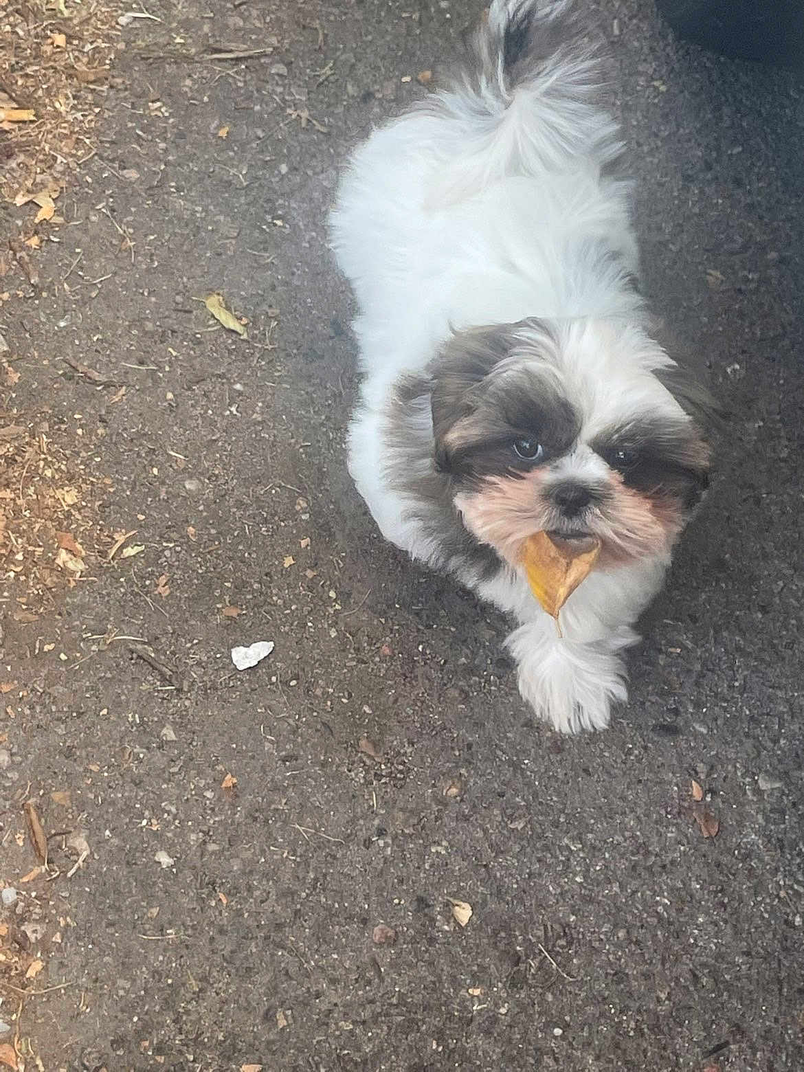 Gizmo is registered to the contest to win money with this photo: dog, puppy, leaf, outdoor, asphalt, walking, fur, pet, cute, small, white, brown, animal, nature, playful, adorable, canine, ground, walking_towards_camera, daylight