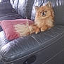 dog, pomeranian, small_dog, fluffy, couch, leather_couch, pink_cushion, blanket, living_room, tile_floor, pet, animal, domestic, furniture, relaxed, alert, indoor, cozy, brown_dog, seated