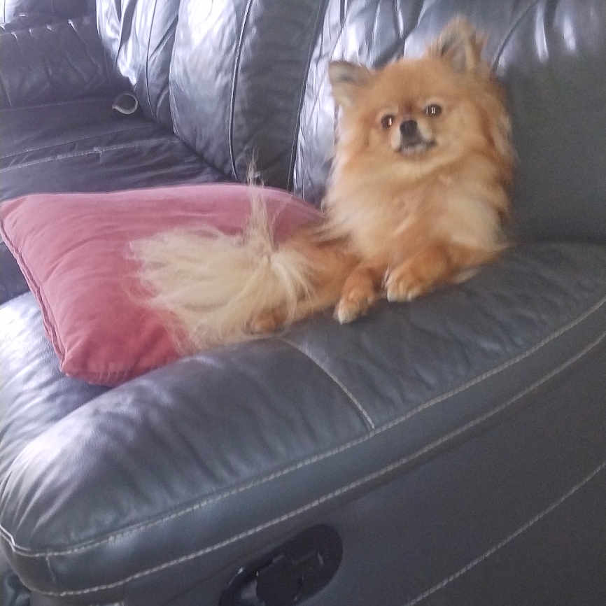 Tiny participe au concours pour gagner de l'argent avec cette photo : alert, animal, blanket, brown_dog, couch, cozy, dog, domestic, fluffy, furniture, indoor, leather_couch, living_room, pet, pink_cushion, pomeranian, relaxed, seated, small_dog, tile_floor
