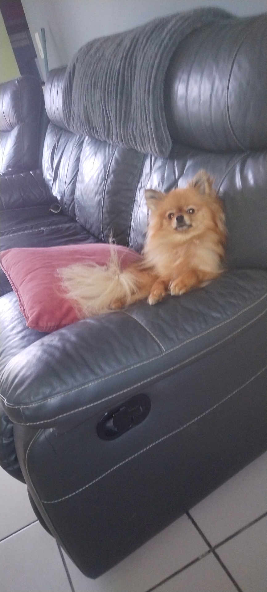 Tiny participe au concours pour gagner de l'argent avec cette photo : dog, pomeranian, small_dog, fluffy, couch, leather_couch, pink_cushion, blanket, living_room, tile_floor, pet, animal, domestic, furniture, relaxed, alert, indoor, cozy, brown_dog, seated