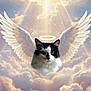 angel_wings, animal, black_and_white_cat, cat, clouds, cute, fantasy, floating, glowing, halo, heavenly, mythical, peaceful, pet, serene, sky, soft_light, spiritual, sunrays, whimsical