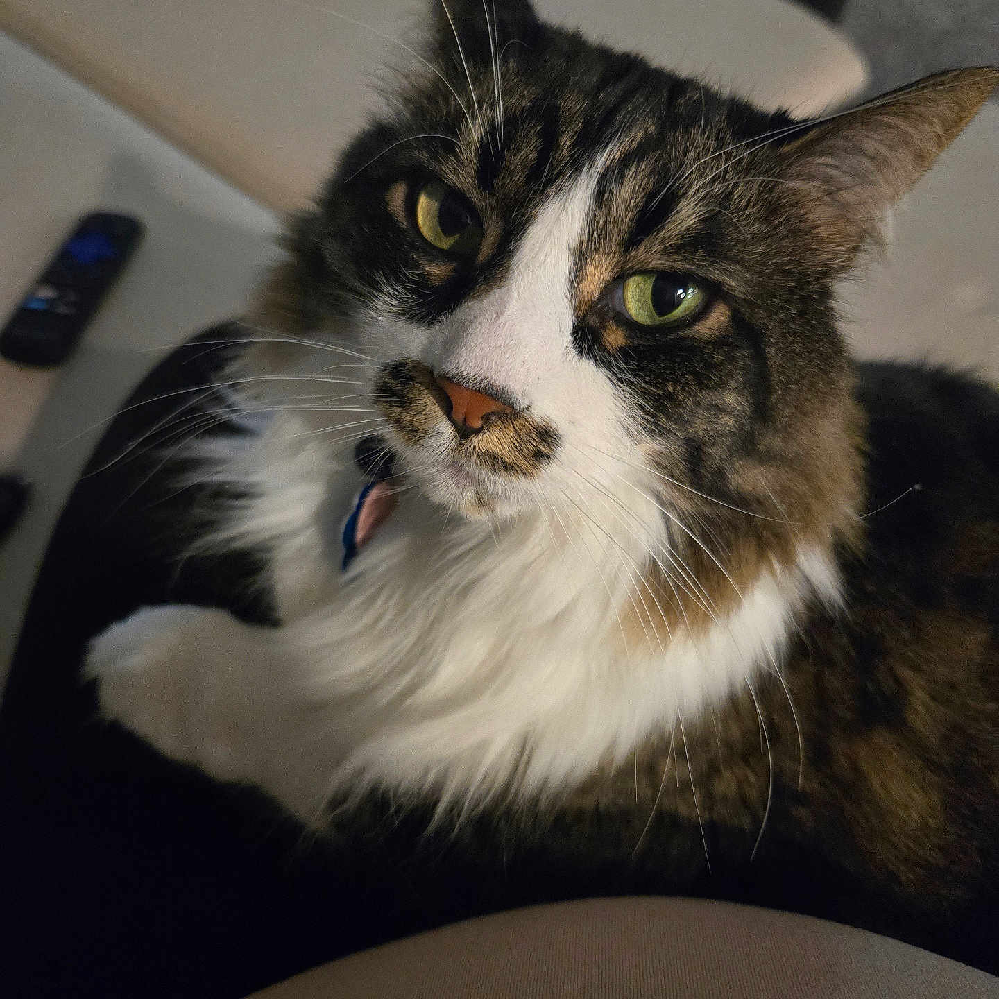Jingle joined the competition — help win amazing prizes! animal, brown_fur, cat, close_up, comfortable, companion, cute, domestic_animal, feline, fluffy, green_eyes, household, indoor, lap, pet, portrait, relaxed, remote_control, whiskers, white_fur