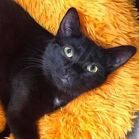 Géo participe au concours pour gagner de l'argent avec cette photo : black_cat, bombay, carnivore, cat, claw, comfort, domestic_short_haired_cat, felidae, fur, iris, small_to_medium_sized_cats, snout, tail, whiskers