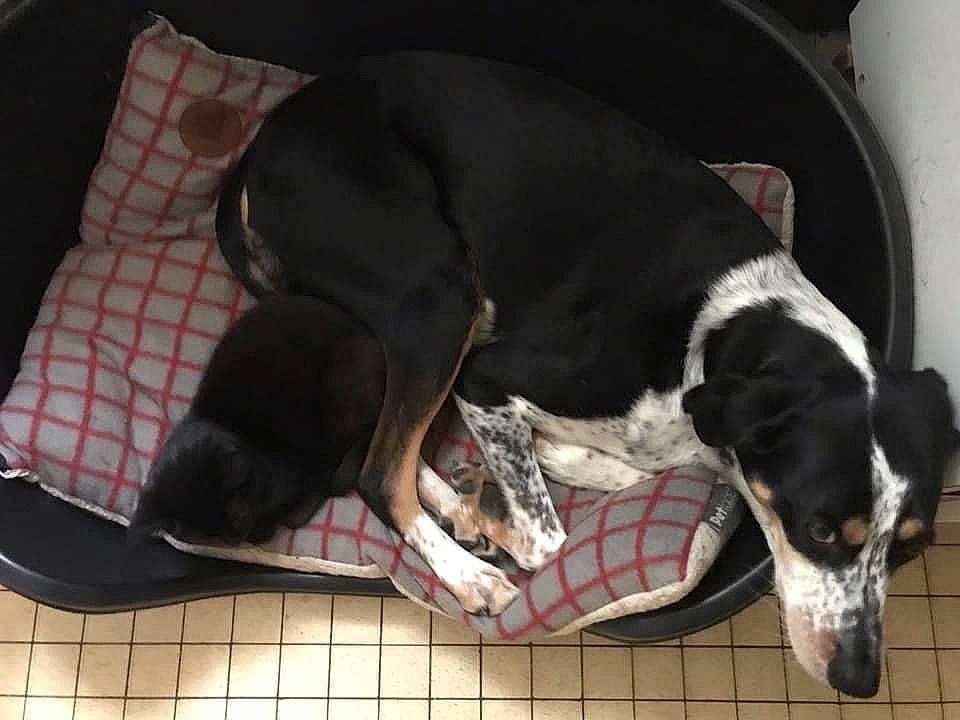 Géo a rejoint le concours — aidez-le/la à gagner de superbes lots ! canidae, carnivore, collar, comfort, companion_dog, dog, dog_bed, dog_breed, dog_collar, dog_supply, non_sporting_group, paw, pet_supply, puppy, snout, sporting_group, tail, terrestrial_animal, working_animal, working_dog