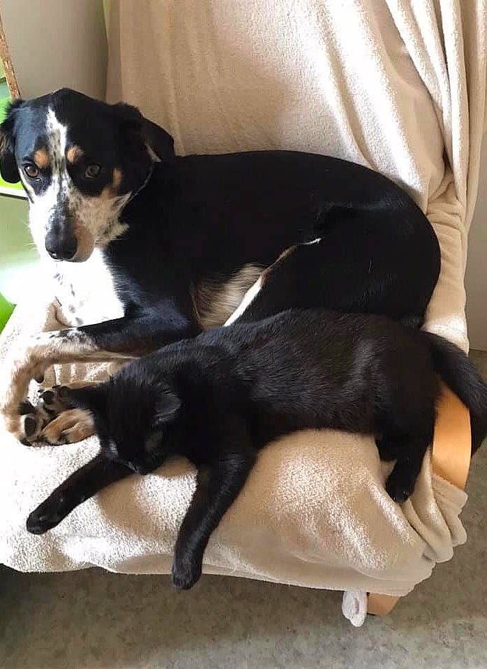 Géo a rejoint le concours — aidez-le/la à gagner de superbes lots ! bored, canidae, carnivore, comfort, companion_dog, couch, dog, dog_breed, fawn, fur, guard_dog, paw, snout, sporting_group, tail, terrestrial_animal, toy_dog, whiskers, working_animal, working_dog