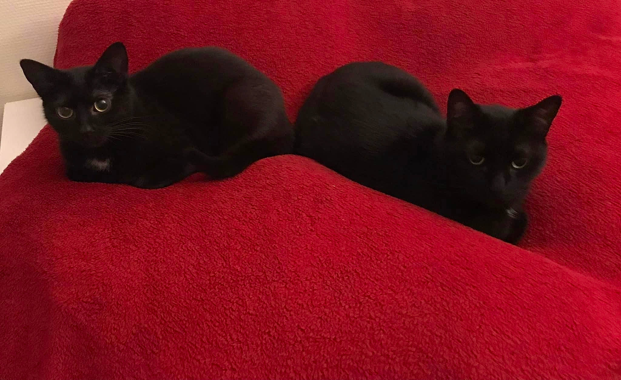 Géo participe au concours pour gagner de l'argent avec cette photo : black_cat, bombay, carmine, carnivore, cat, comfort, domestic_short_haired_cat, felidae, fur, grey, paw, red, small_to_medium_sized_cats, snout, tail, terrestrial_animal, whiskers