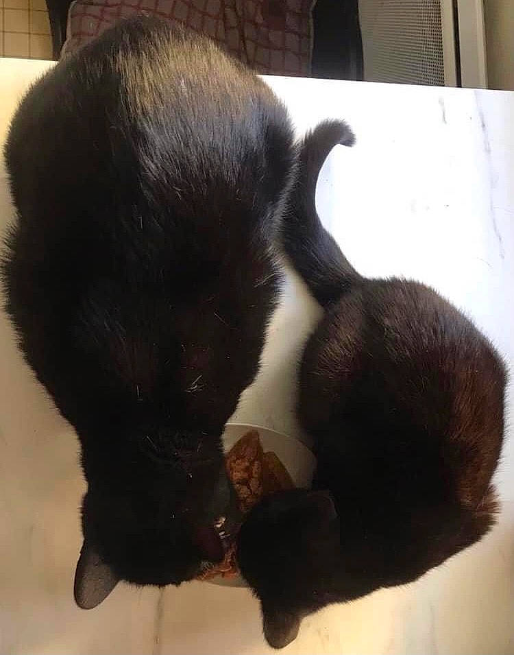 Géo participe au concours pour gagner de l'argent avec cette photo : black_cat, bombay, canidae, carnivore, cat, claw, comfort, companion_dog, dog_breed, felidae, fur, mammal, paw, small_to_medium_sized_cats, snout, sporting_group, tail, terrestrial_animal, whiskers, working_animal