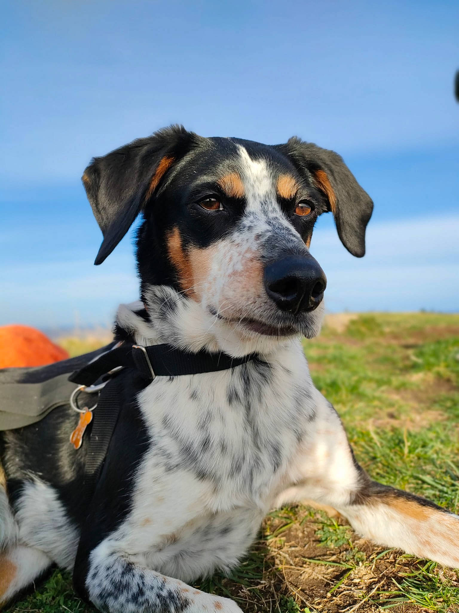 Kenya participe au concours pour gagner de l'argent avec cette photo : canidae, carnivore, cloud, collar, companion_dog, dog, dog_breed, dog_collar, fur, grass, hunting_dog, landscape, plant, rock, sky, snout, sporting_group, whiskers, working_animal, working_dog