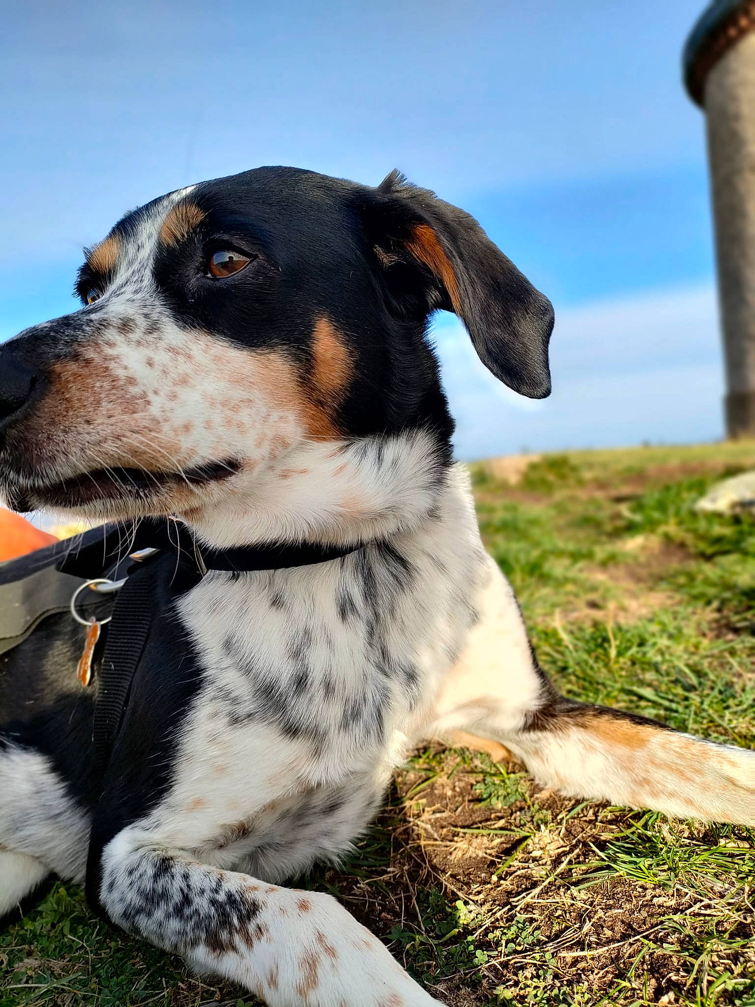 Kenya participe au concours pour gagner de l'argent avec cette photo : adventure, canidae, carnivore, cloud, collar, companion_dog, dog, dog_breed, dog_collar, fur, grass, landscape, leash, plant, sky, snout, sporting_group, whiskers, working_animal, working_dog