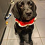 dog, black_dog, pet, labrador_style, festive_collar, jingle_bells, sitting, looking_up, kitchen, tiled_floor, toy, rope_toy, chew_bone, paws, nose, eyes, shadow, indoor, closeup, portrait
