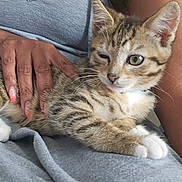 Risque is registered to the contest to win money with this photo: animal, cat, companion, cozy, cute, domestic_animal, feline, fur, gray_clothing, hand, indoor, kitten, paws, person, pet, relaxed, resting, tabby, whiskers, winking