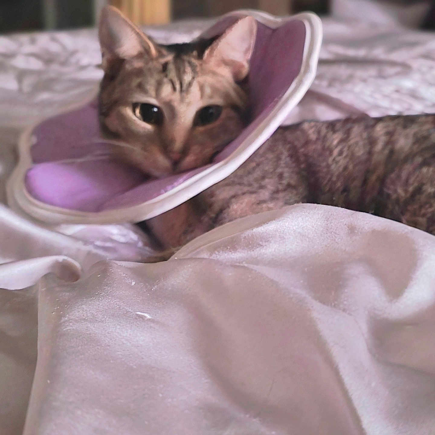 Risque joined the competition — help win amazing prizes! animal, bed, blanket, cat, closeup, comfort, cozy, curious, cute, domestic, feline, fur, indoor, pet, purple_collar, resting, silky, sleepy, soft_light, texture