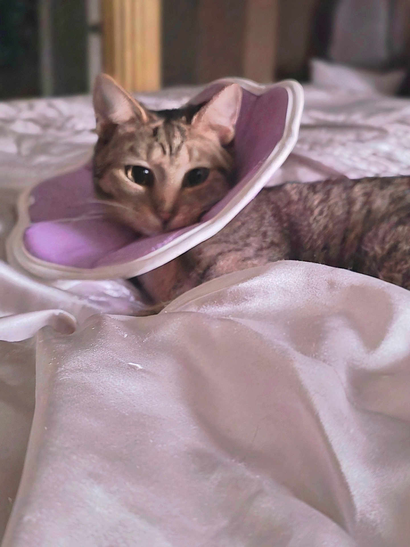 Risque joined the competition — help win amazing prizes! animal, bed, blanket, cat, closeup, comfort, cozy, curious, cute, domestic, feline, fur, indoor, pet, purple_collar, resting, silky, sleepy, soft_light, texture