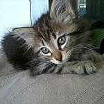 Nala