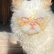 Wilson a rejoint le concours — aidez-le/la à gagner de superbes lots ! cat, fluffy, white_fur, blue_eyes, orange_markings, indoor, close_up, pet, animal, feline, portrait, cute, fur, whiskers, ears, looking, sunlight, cozy, tousled_fur, grumpy_look