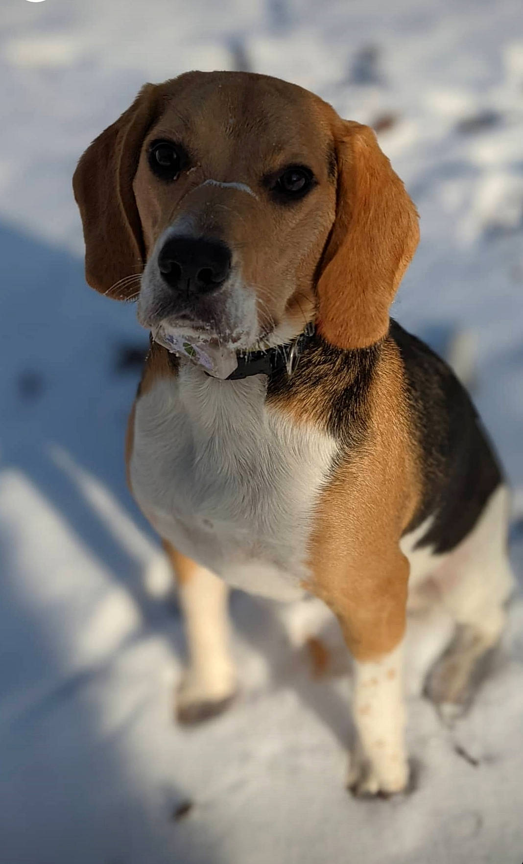 Rubi participe au concours pour gagner de l'argent avec cette photo : beagle, canidae, carnivore, collar, companion_dog, dog, dog_breed, dog_collar, fawn, finnish_hound, fur, hound, leash, liver, pet_supply, scent_hound, snow, sporting_group, whiskers, winter