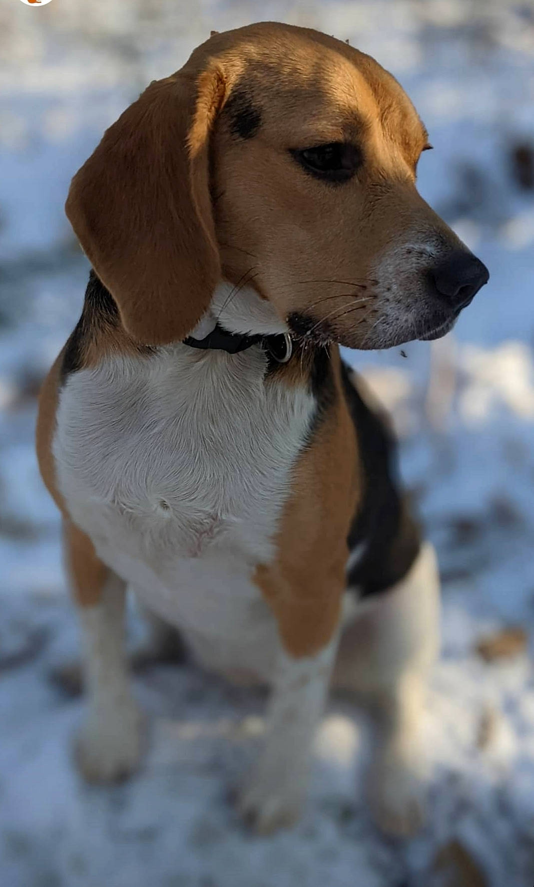 Rubi participe au concours pour gagner de l'argent avec cette photo : beaglier, carnivore, collar, companion_dog, dog, dog_breed, dog_collar, dog_supply, fawn, fur, hound, liver, pet_supply, scent_hound, snow, terrestrial_animal, toy, whiskers, winter, working_animal