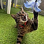 cat, tabby_cat, pet, animal, playful, toy, feather_toy, whiskers, collar, bell, grass, balcony, paw, mouth_open, sharp_teeth, portrait, mid_action, green, close_up, outdoor