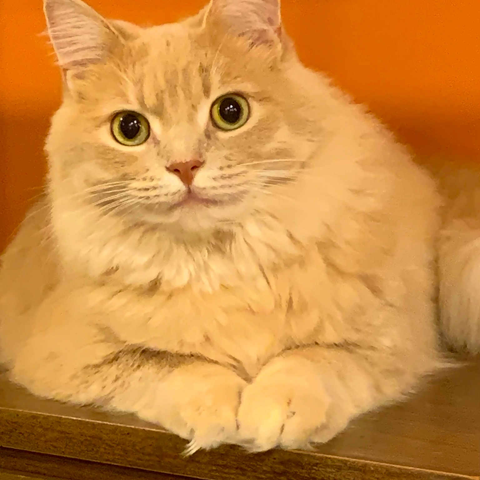 Sonny is registered to the contest to win money with this photo: abyssinian, angora, animal, cat, hardwood, kitten, manx, pet, plywood, siamese, snout, wood