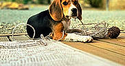 Baska a rejoint le concours — aidez-le/la à gagner de superbes lots ! beagle, puppy, dog, rope, pine_cone, wooden_deck, outdoor, grass, tree, building, blurred_background, playful, animal, pet, nature, young_dog, lying_down, chewing, sunlight, daytime
